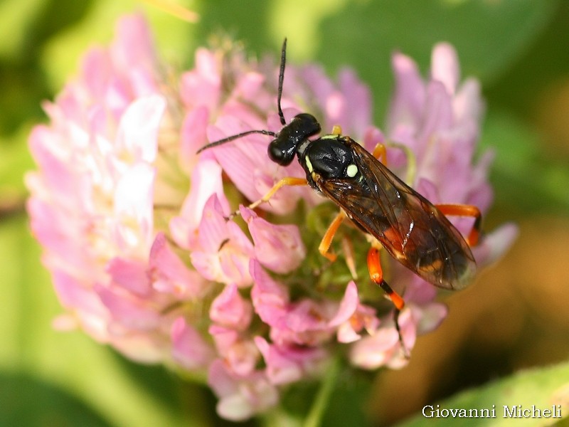 Macrophya rufipes, femmina